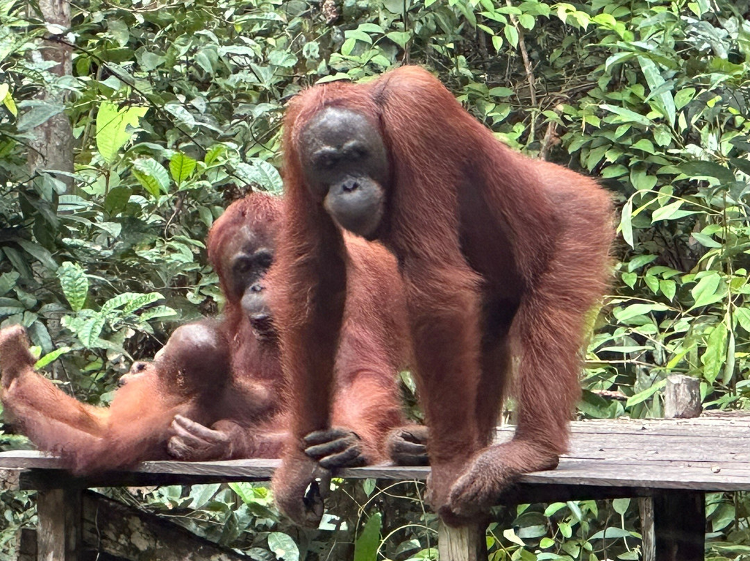Tanjung Puting National Park-Pangkalan Bun必去景点