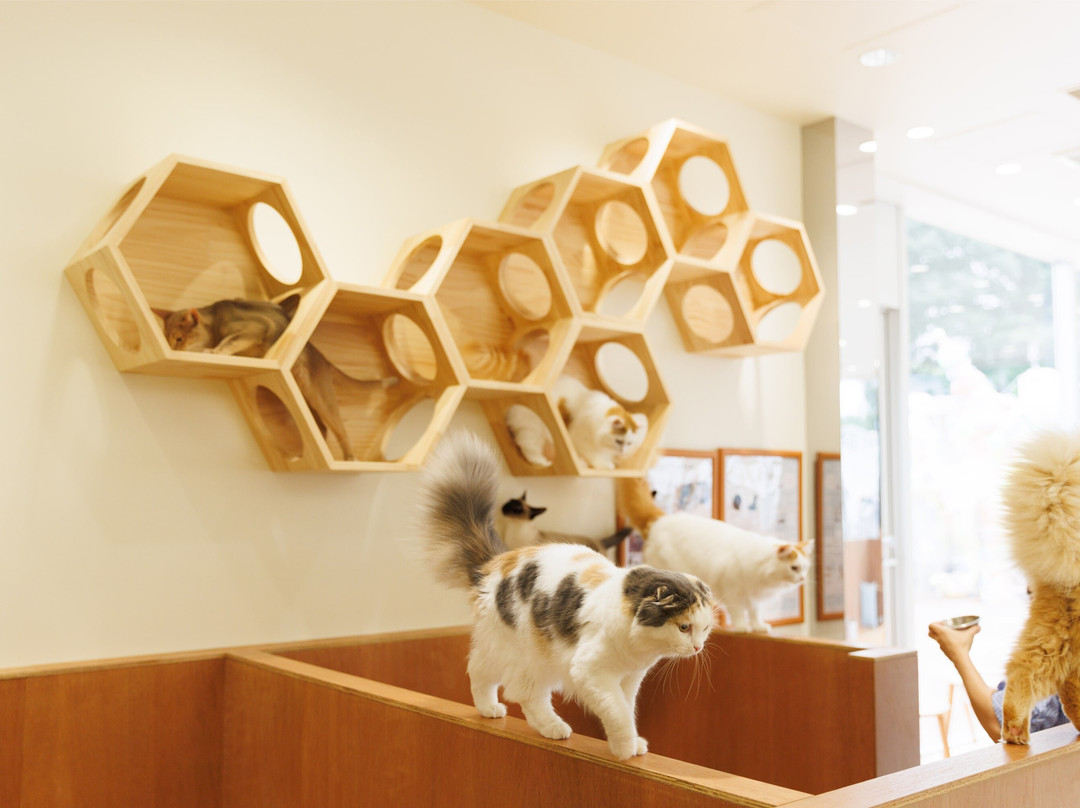 Cat Café Moff Iias Okinawa Toyosaki景点图片