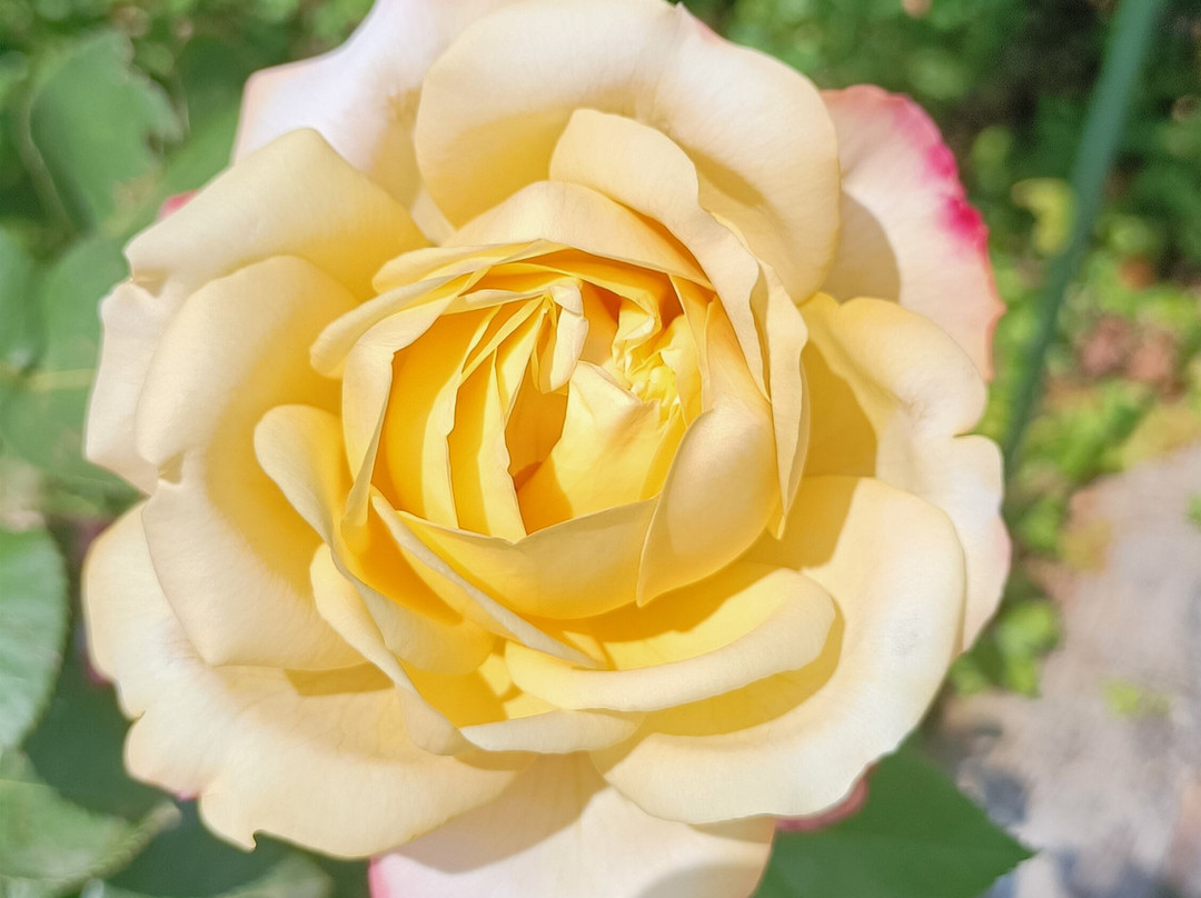Rosarium Uhrerhof景点图片