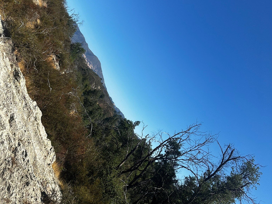 Petrified Forest-卡利斯托加必去景点