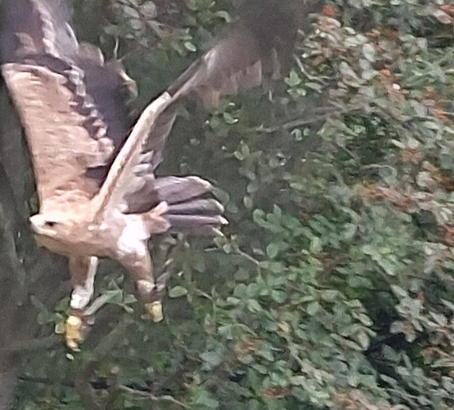 Eagle Heights Wildlife Foundation景点图片