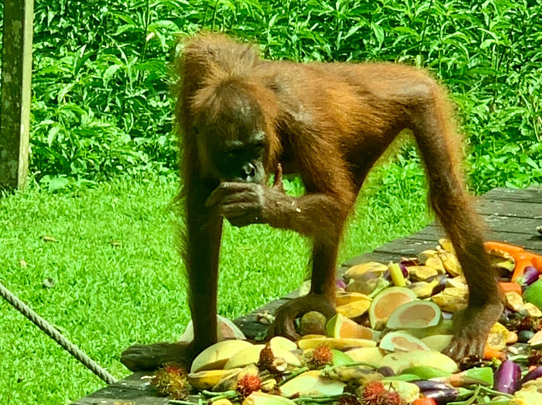 Sepilok Orangutan Rehabilitation Centre-山打根必去景点