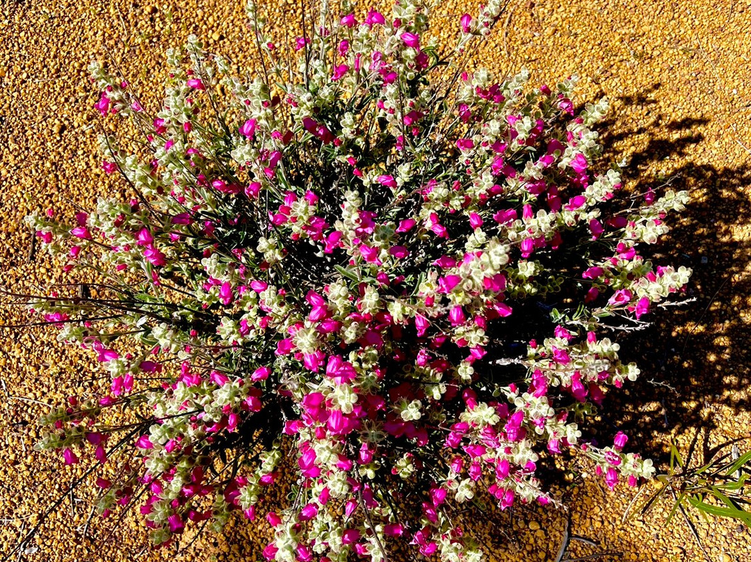 Inspirations Mullewa主图