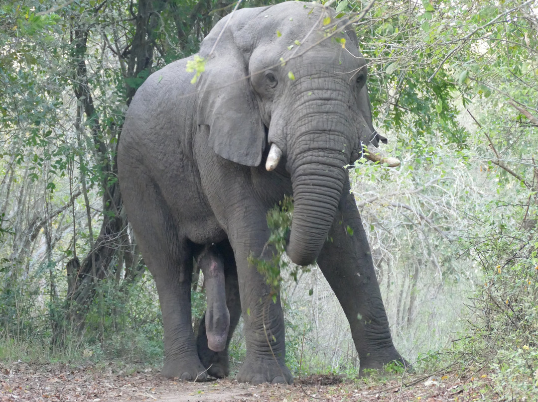 Parque Nacional Da Gorongosa景点图片