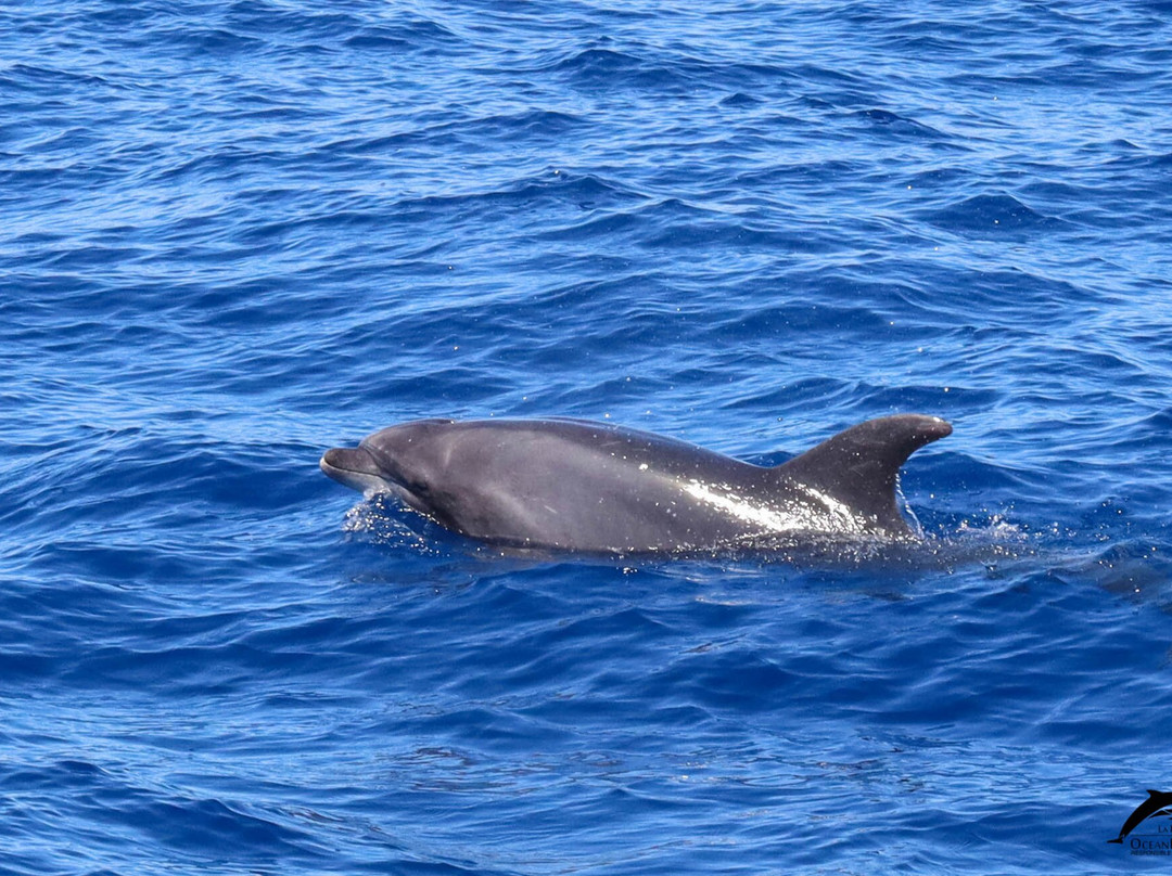 OceanExplorer La Palma景点图片