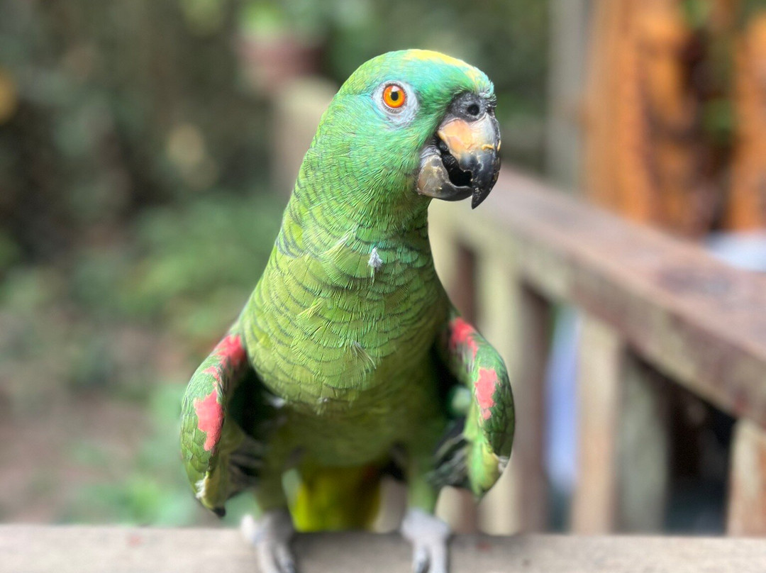 GREEN HOUSE TAMBOPATA景点图片