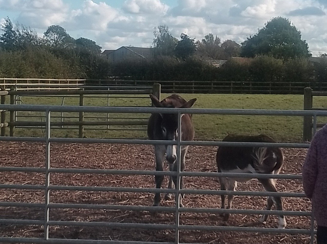 Bransby Horses-Bransby必去景点