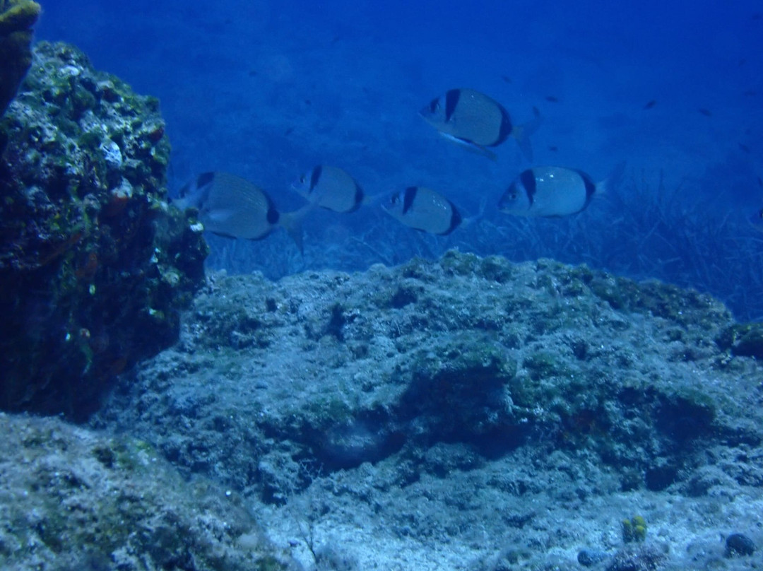 Cycladic Diving景点图片