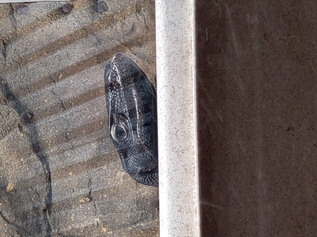 The Reptile Zoo-芳泉谷必去景点