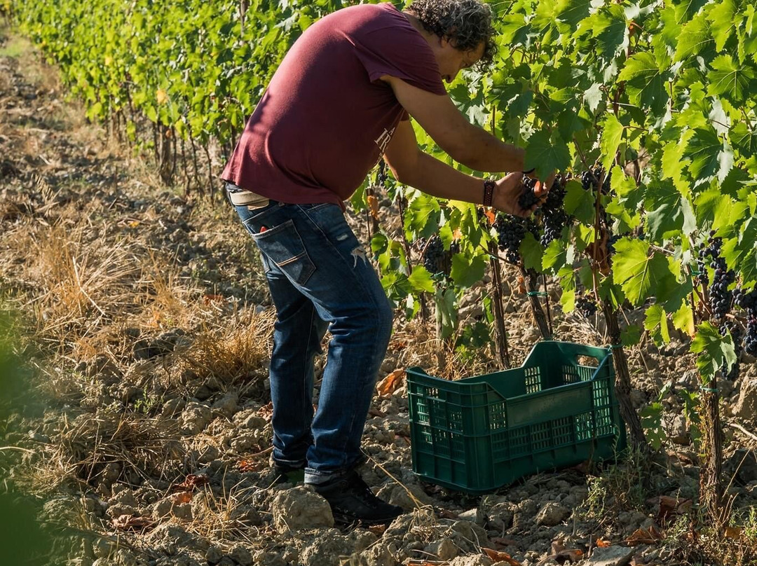 Fabrizio Pratesi Winery-Seano必去景点