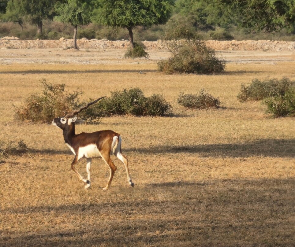 Tal Chhapar Black Buck Sanctuary-Sujangarh必去景点