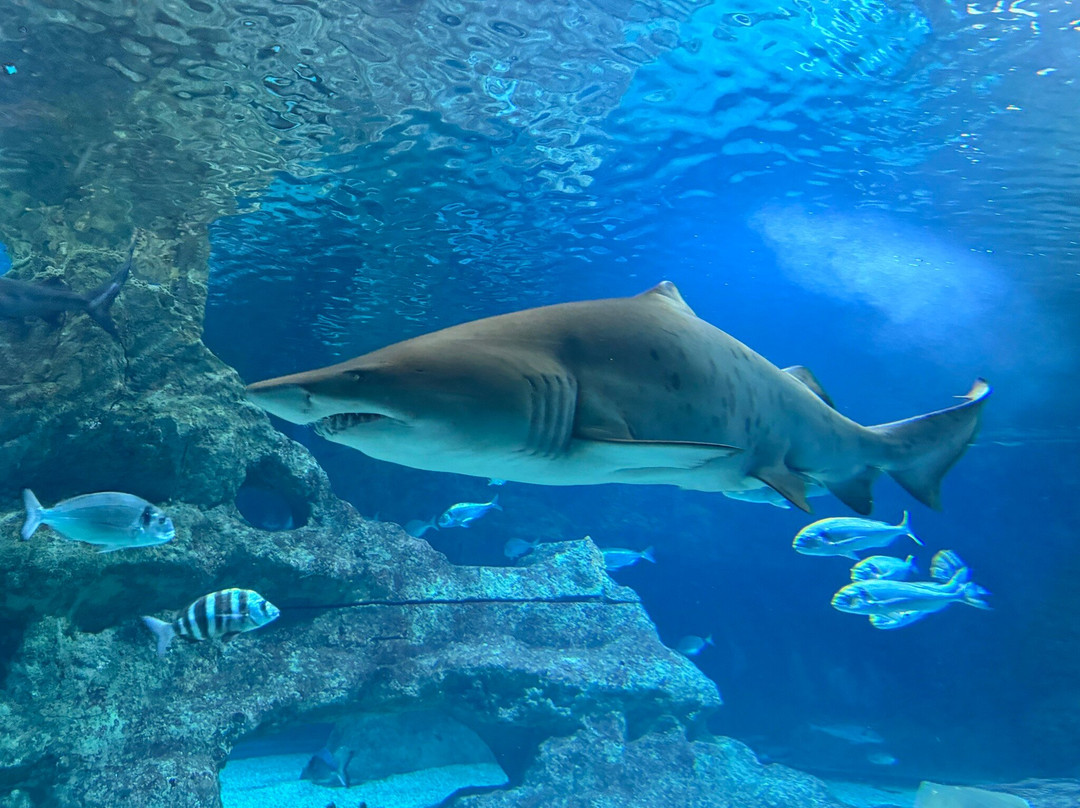 Aquarium Costa De Almería-滨海罗克塔斯必去景点