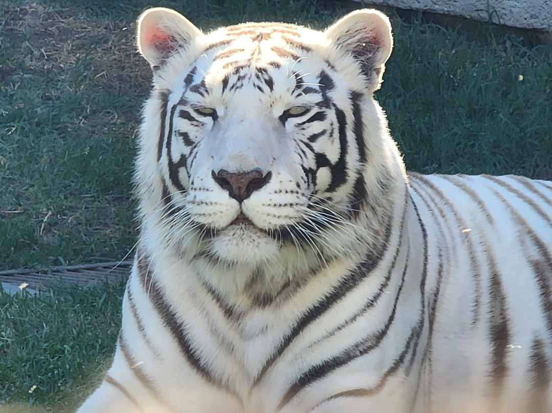 Zoo Parque Loro Puebla景点图片