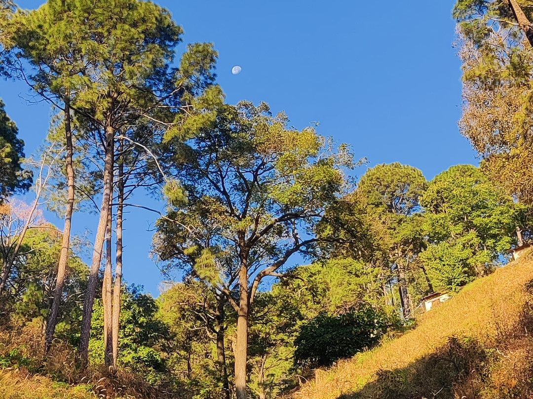 Kasauli Nature Walks By Vanita景点图片