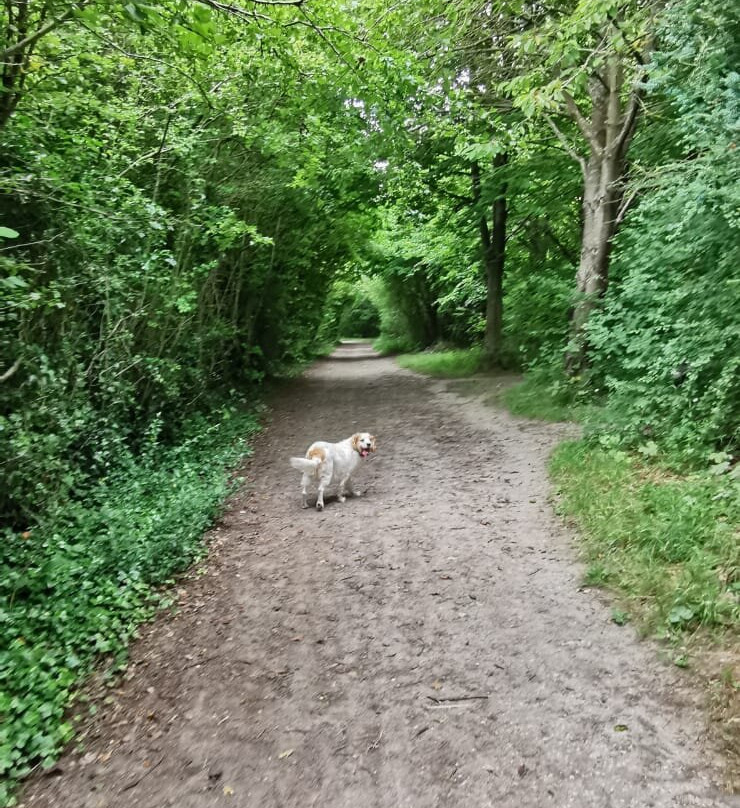 Lullingstone Country Park景点图片