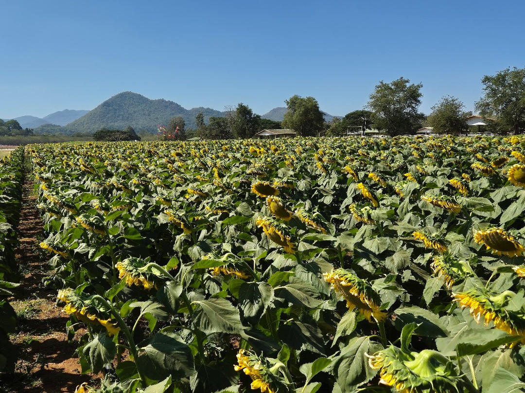 Farm Chokchai景点图片