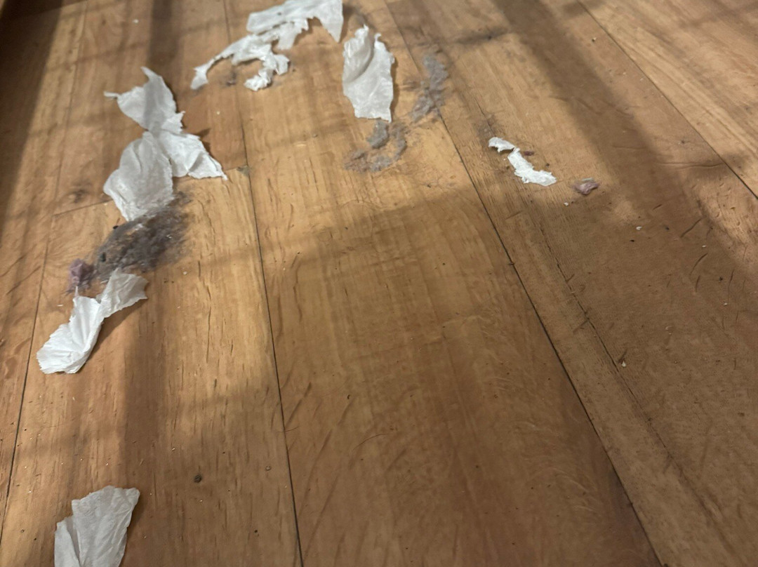 Odalys Essential Residence L'Ouillon主图