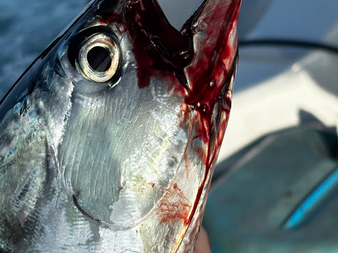 Mirissa Deep Fishing Tours景点图片
