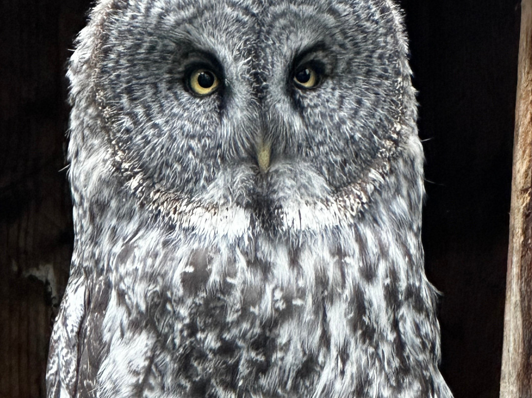 North Island Wildlife Recovery Centre景点图片