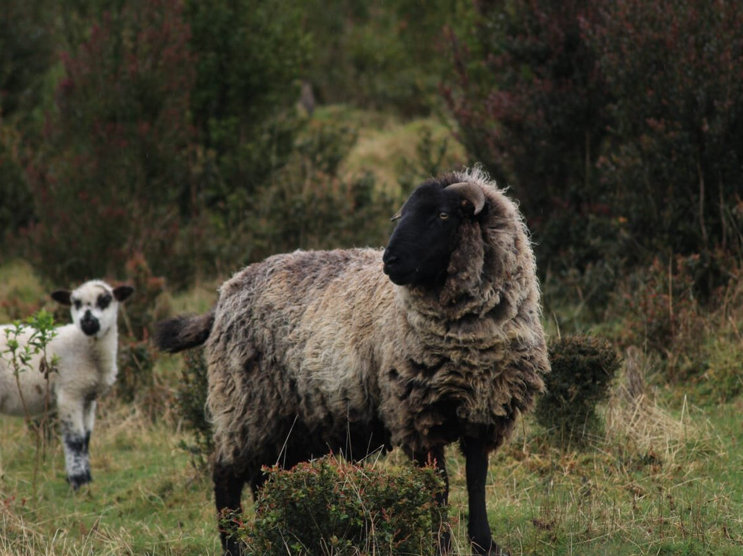 Kawel Ecoturismo-Quellon必去景点