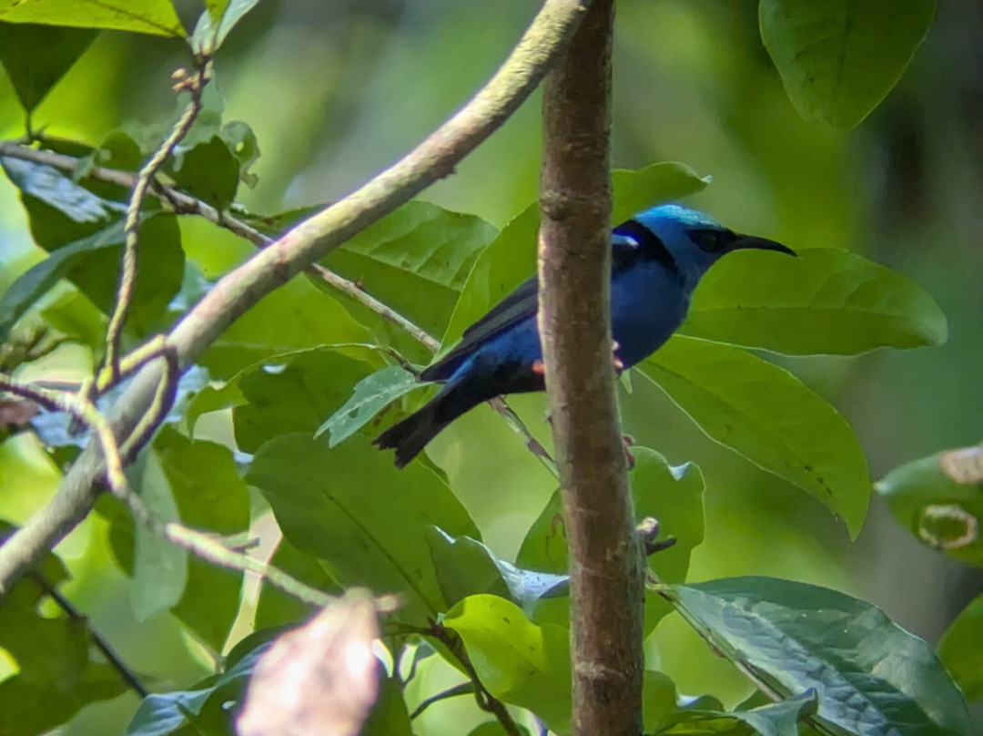 Osa Bolo Adventures-Corcovado National Park必去景点