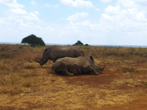 Kenyana Wildlife Safaris-内罗毕必去景点