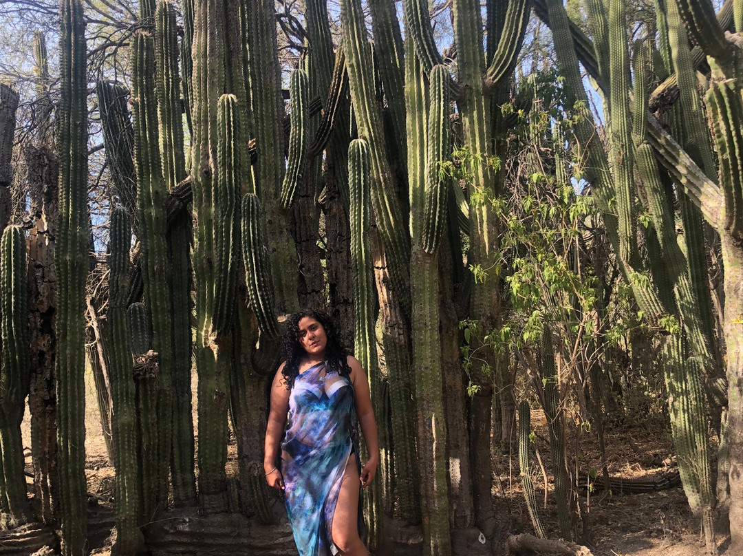 Cactus Sanctuary-El Triunfo必去景点