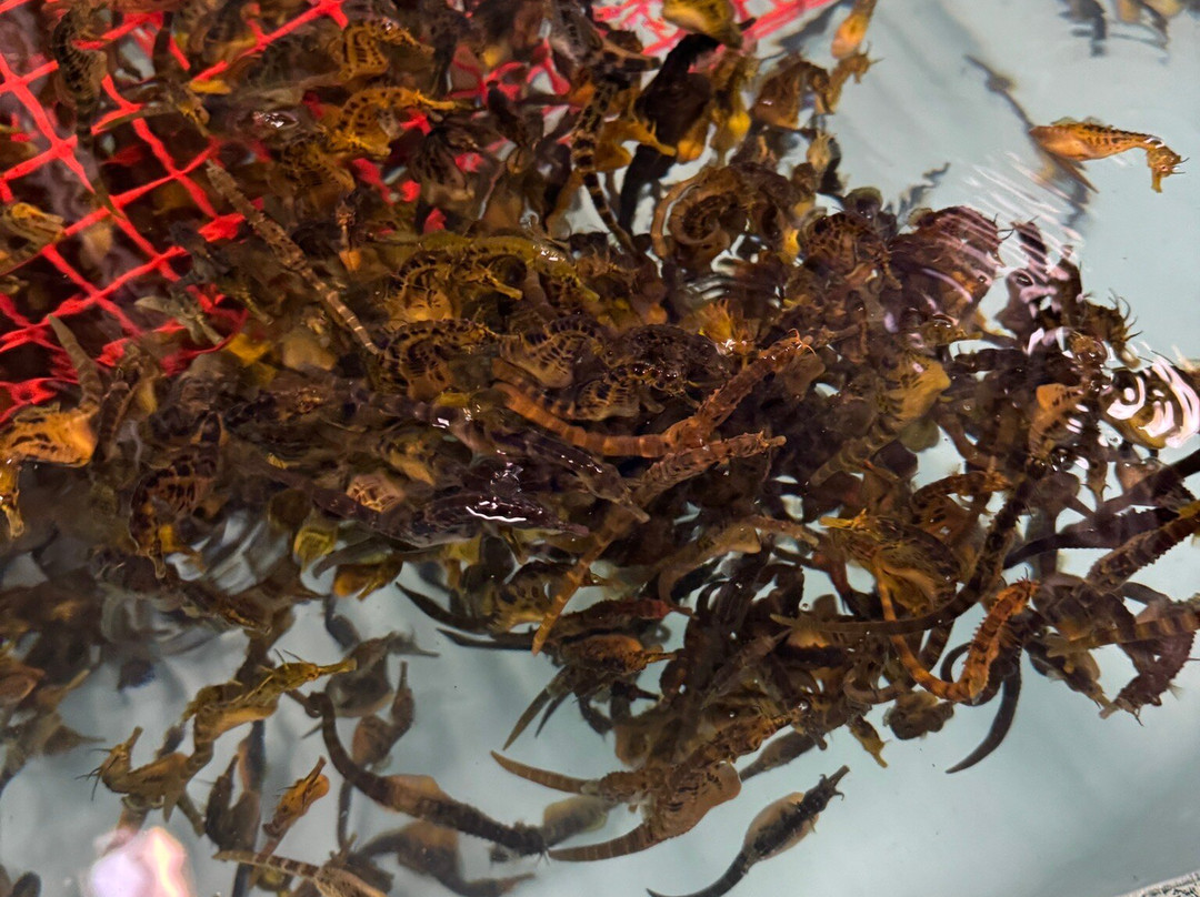 Seahorse World-Beauty Point必去景点