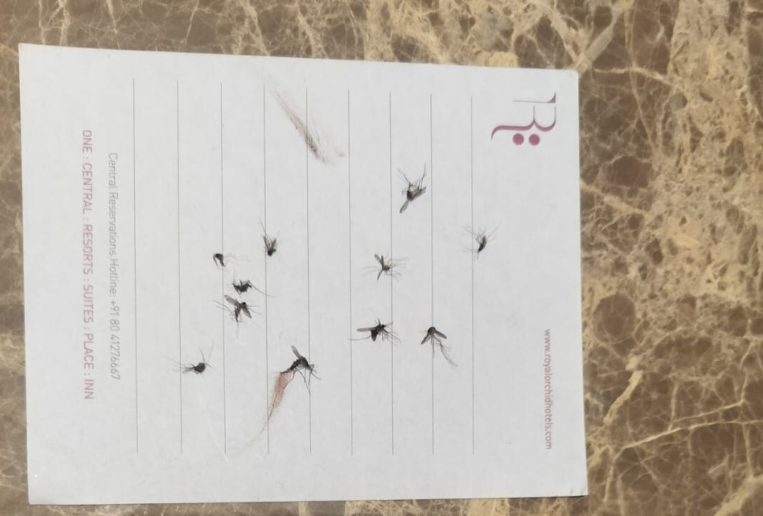 皇家兰花卢克诺中央酒店主图