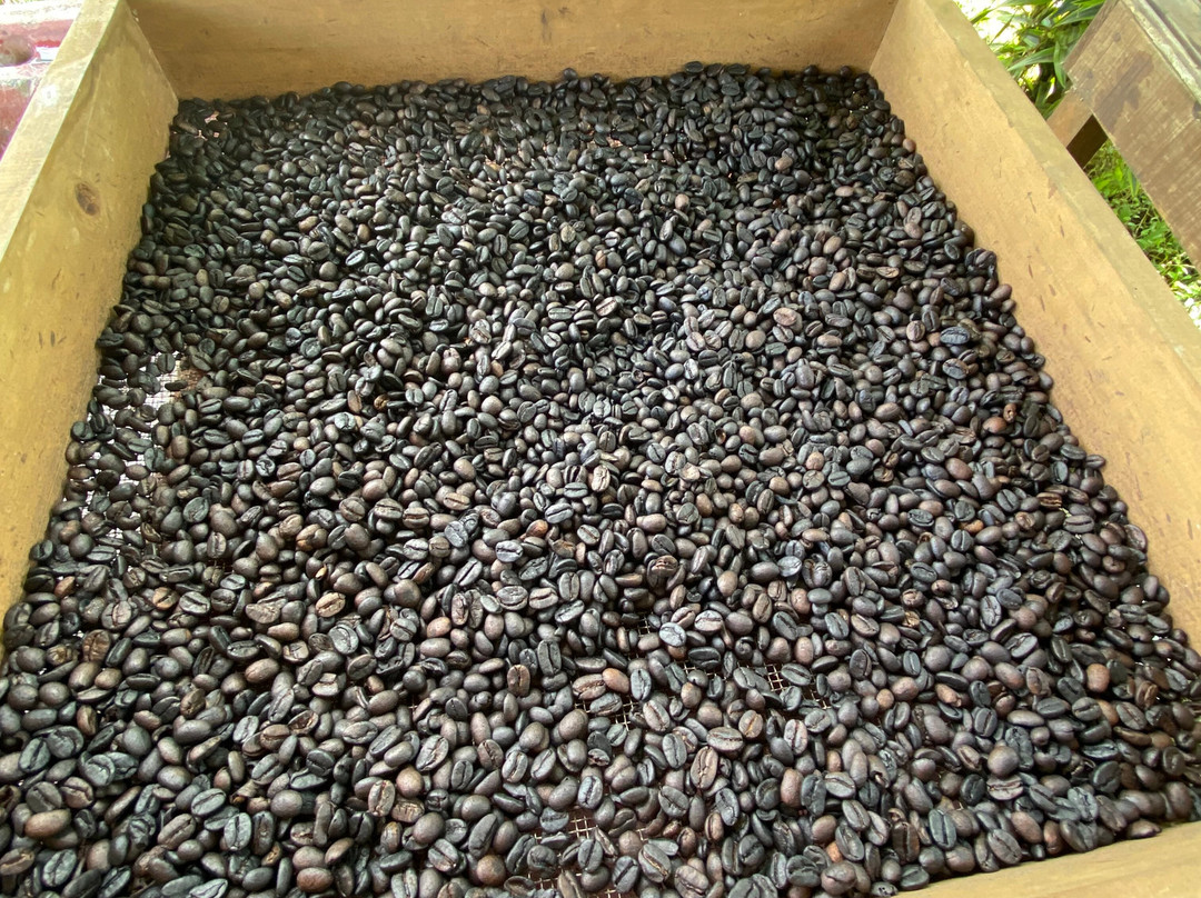 Fallas Coffee Costa Rica景点图片