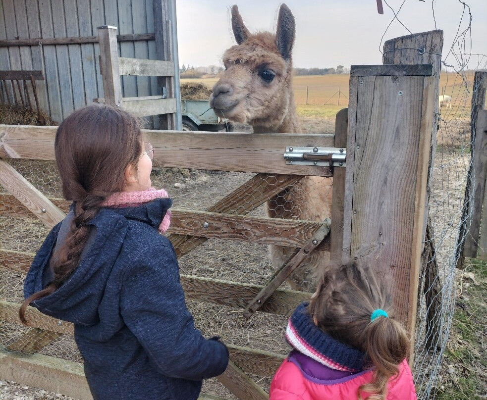 Lama Émoi景点图片