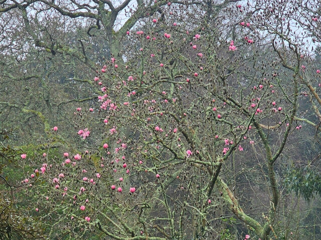 Abbotsbury Subtropical Gardens景点图片
