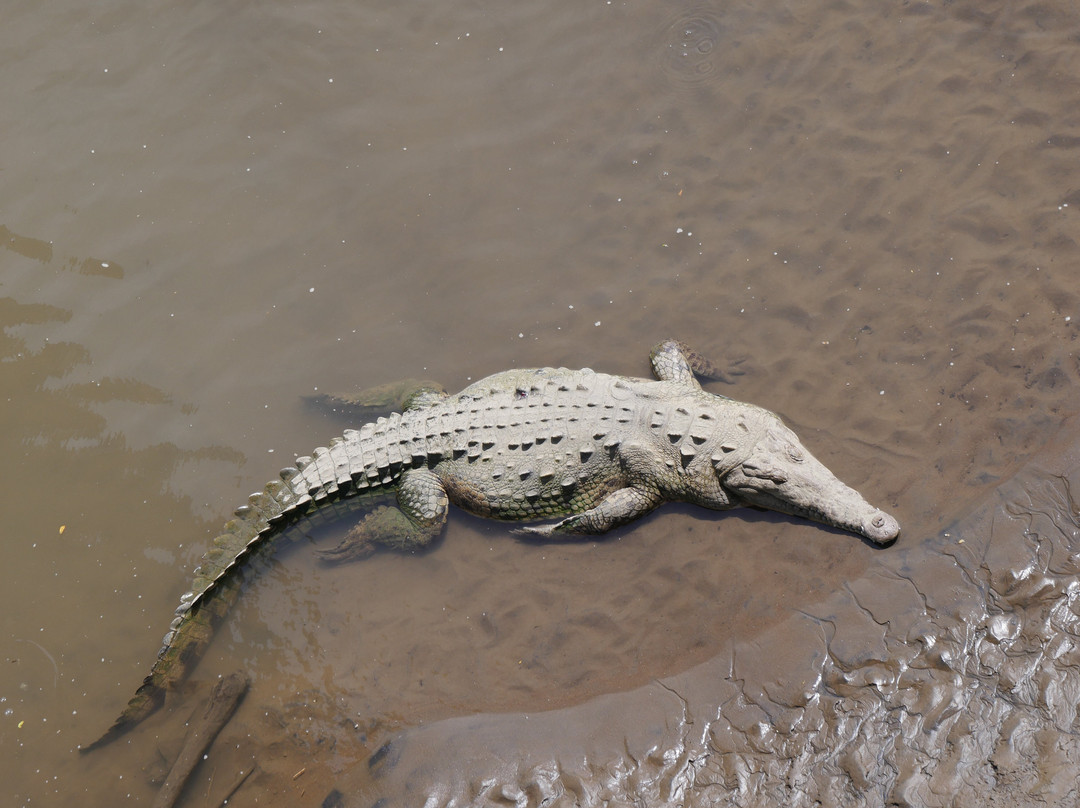 Tarcoles Bridge-Tarcoles必去景点