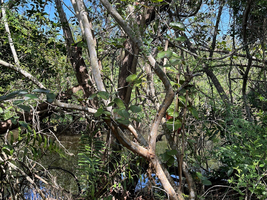 Conservancy Of Southwest Florida景点图片
