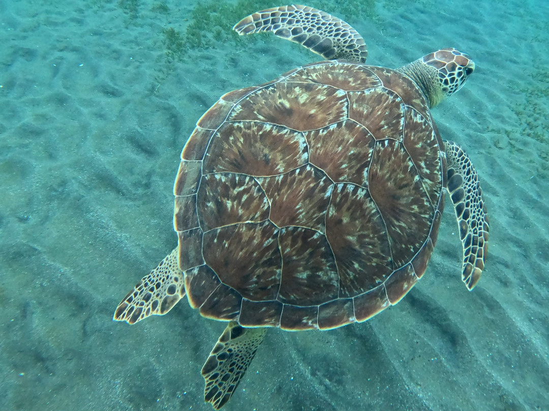 Plage de Malendure-Bouillante必去景点