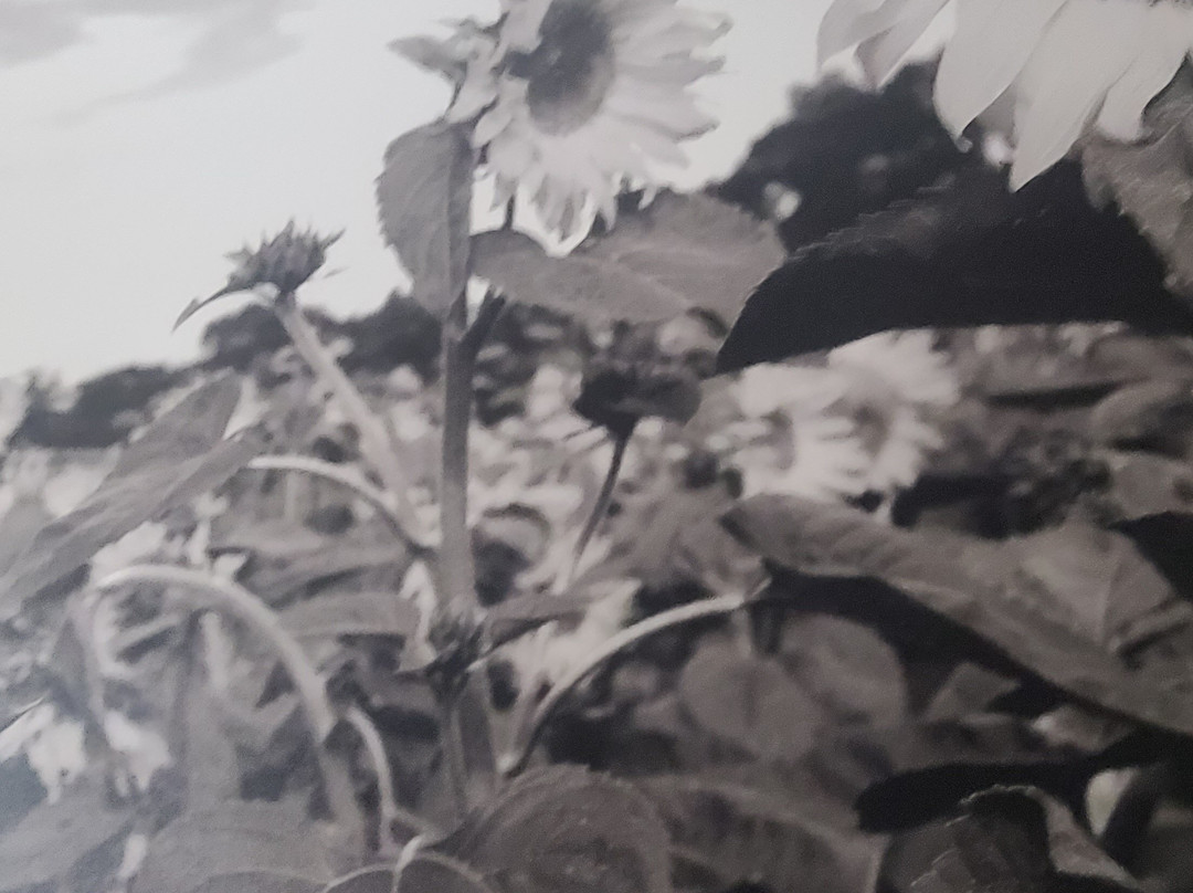 Super 8 by Wyndham Chanute主图