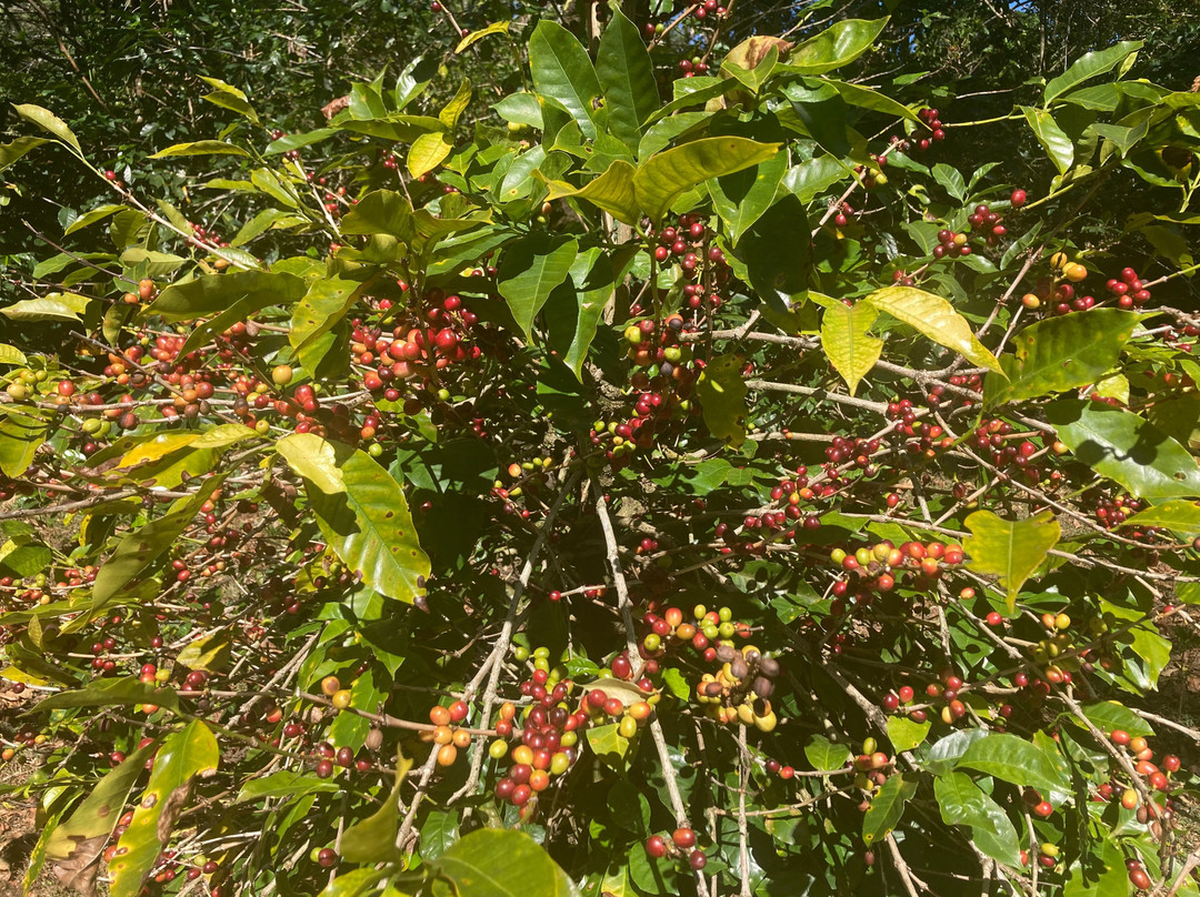 Boquete Coffee Tour景点图片
