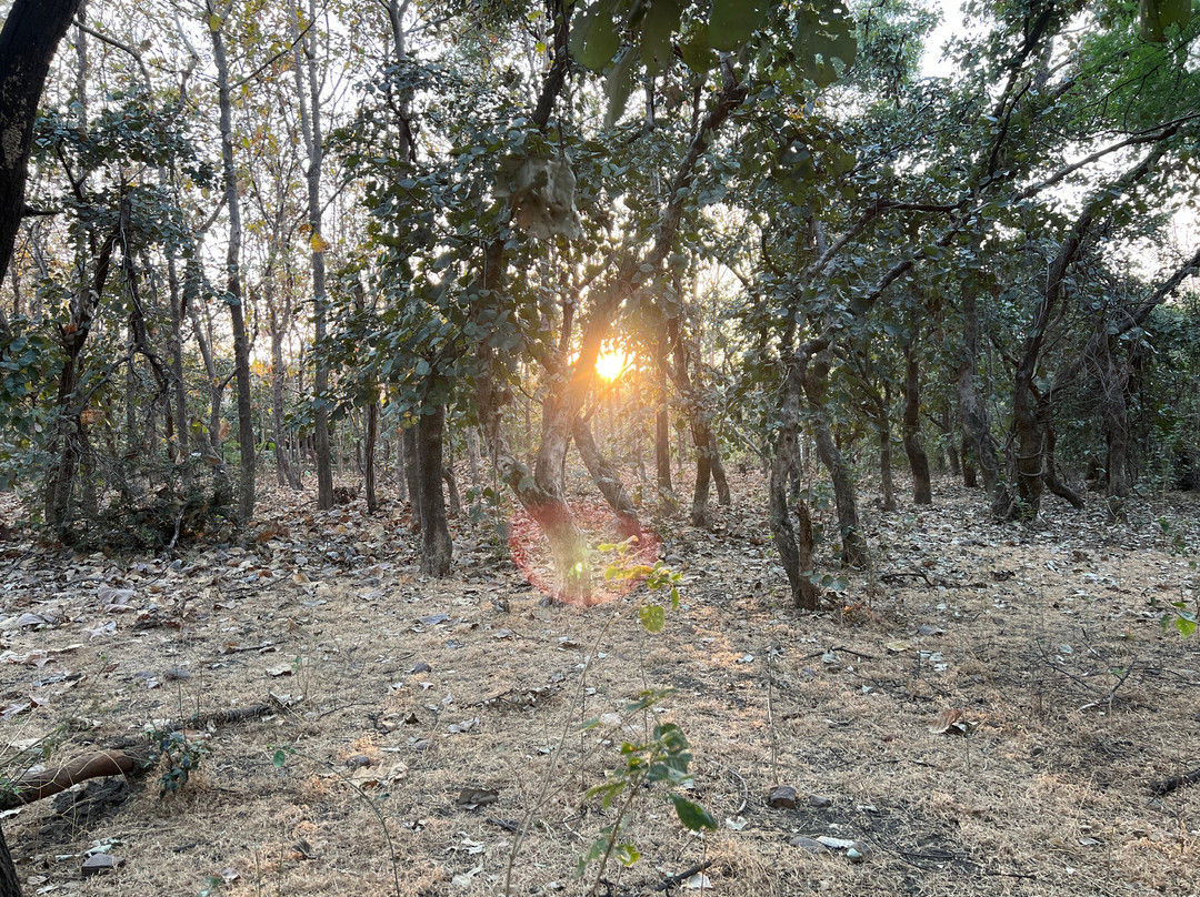 Tigress@ghosri - Tadoba主图