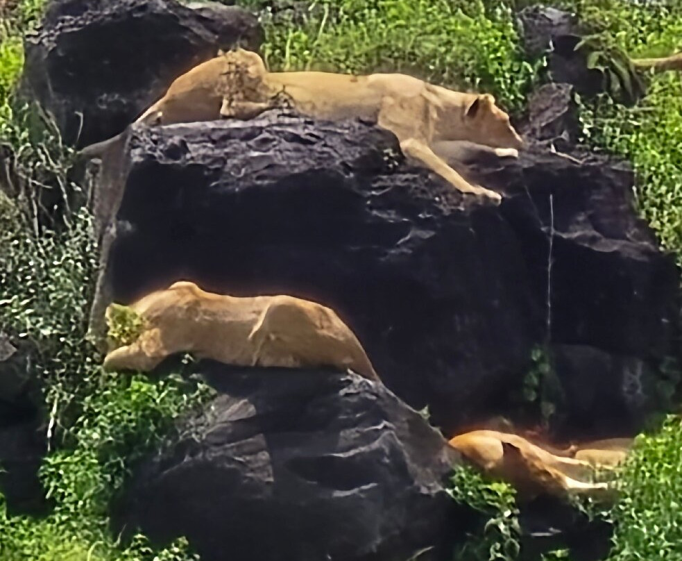 Mikumi Car Rental Safaris-Dar es Salaam必去景点