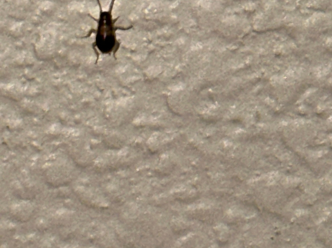 Best Western Plus Atrium Inn & Suites主图