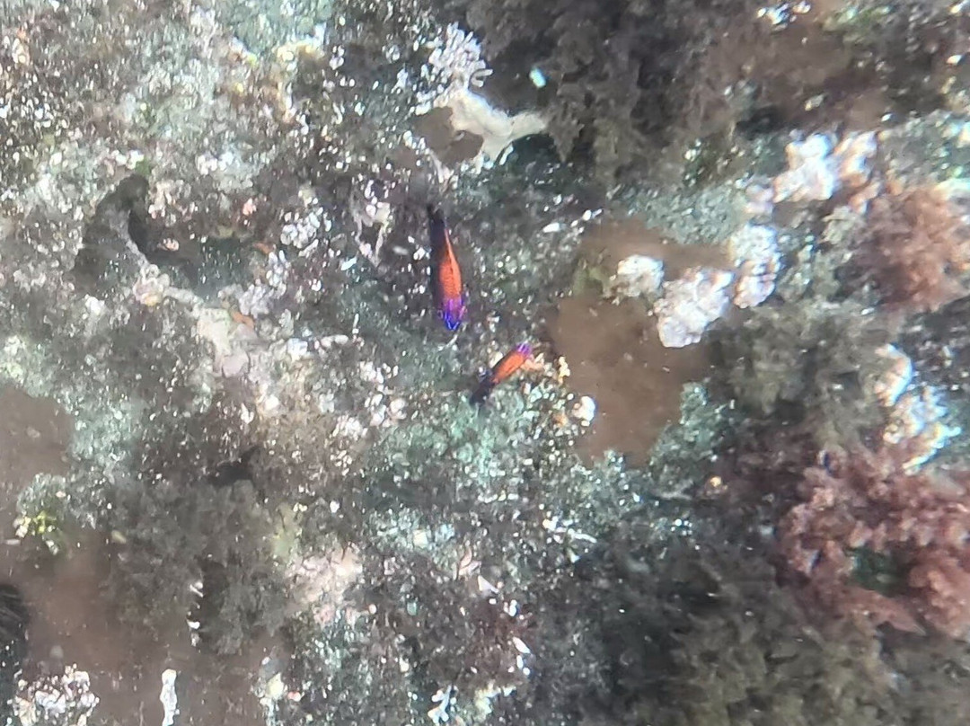 Tagus Cove-伊莎贝拉岛必去景点