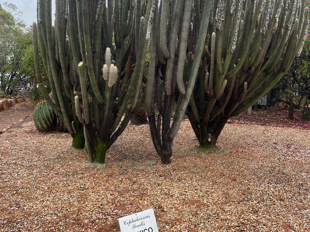 Bevans Black Opal & Cactus Nursery-Lightning Ridge必去景点