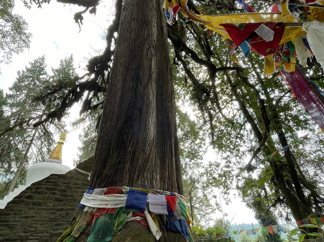 Coronation Throne Of Norbugang-Yuksom必去景点