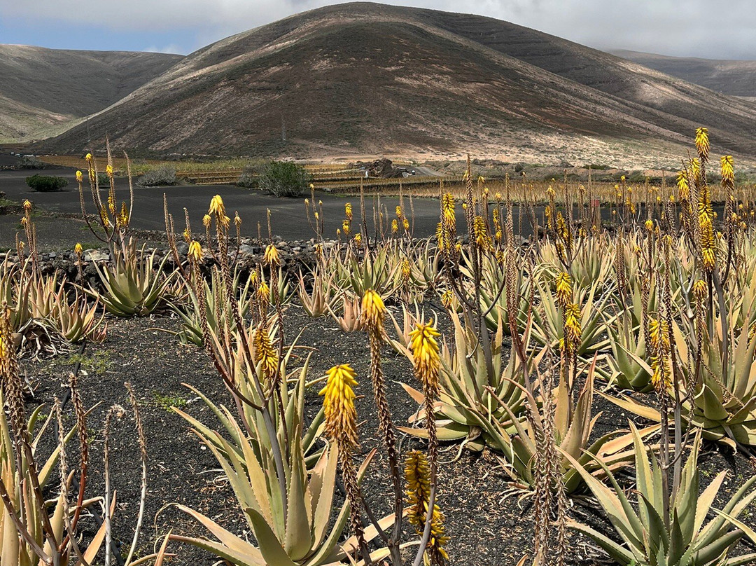 Lanzaloe-兰萨罗特必去景点