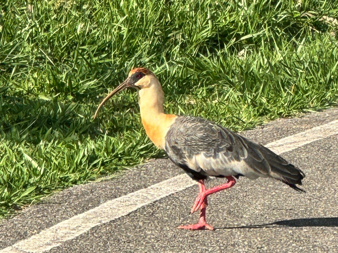 Parque Ecologico Peninsula Sul-巴西利亚必去景点