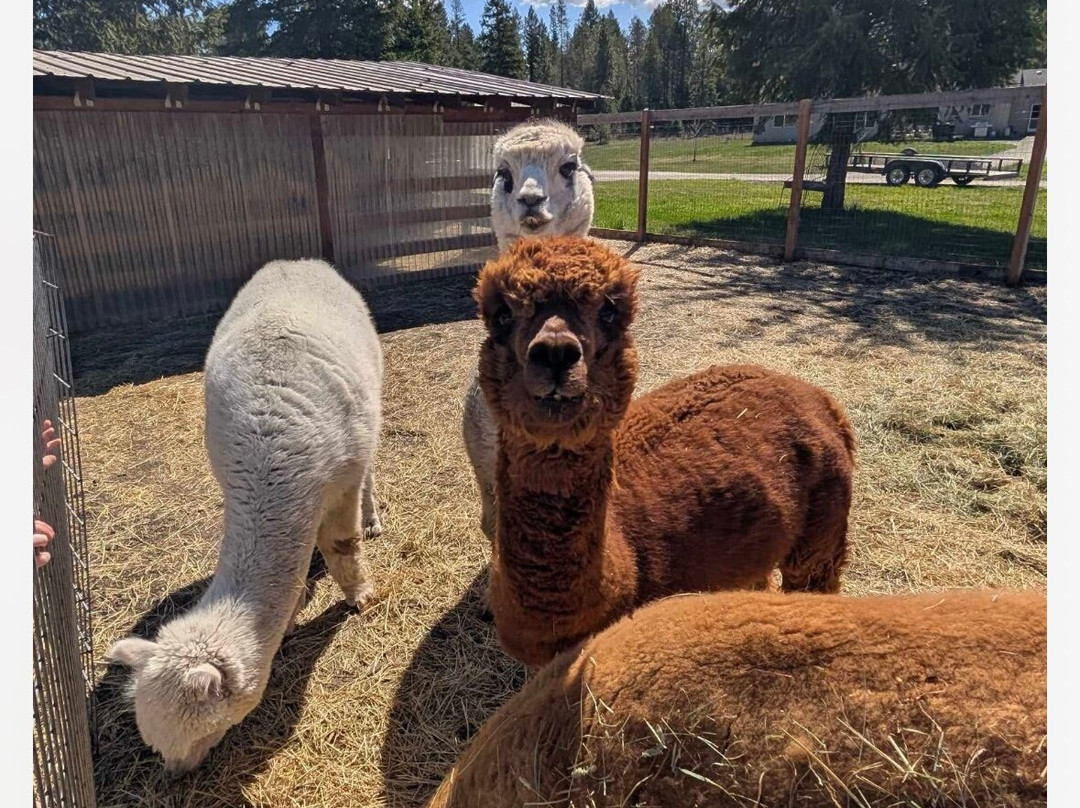 TerBest Alpacas-Priest River必去景点