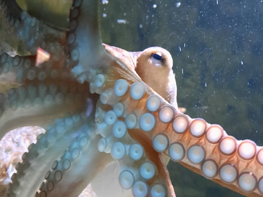SEA LIFE Helsinki景点图片