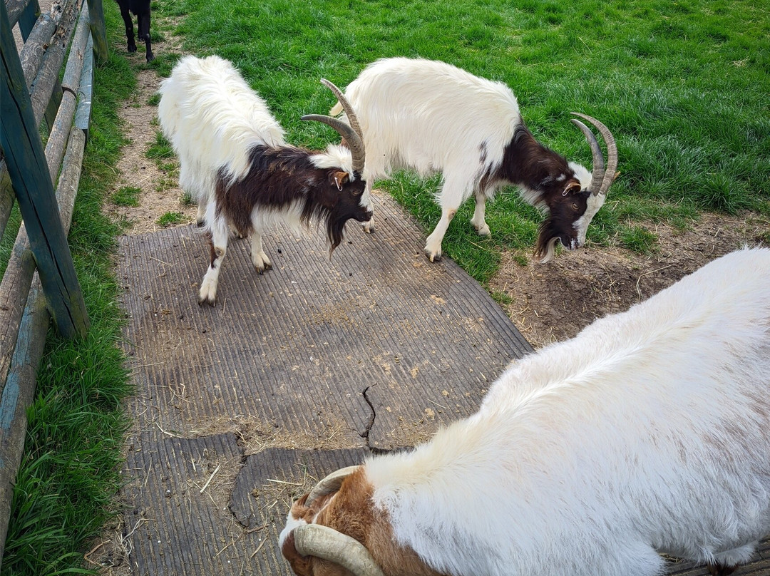 Gorse Hill City Farm景点图片