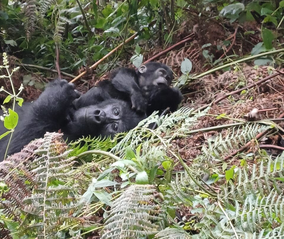 Escape Adventure Tours Ltd-金贾必去景点