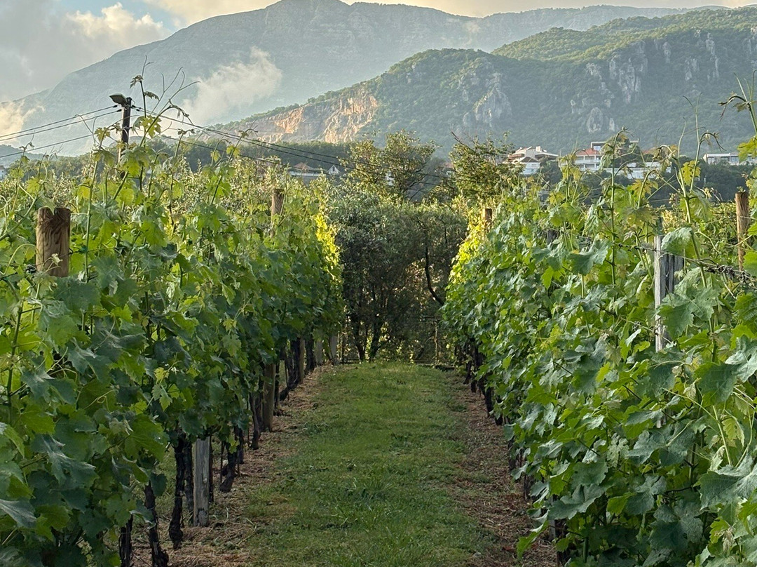 Savina Winery-赫尔采格诺维必去景点